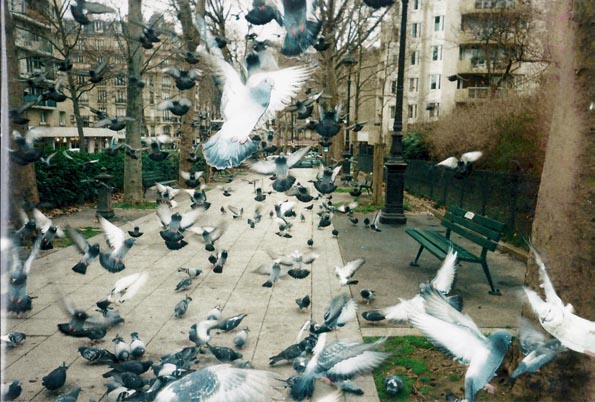 Arrivée enthousiaste au pigeonnier de La Roquette (Paris 11e) en février 2007 (photo Brigitte Marquet )